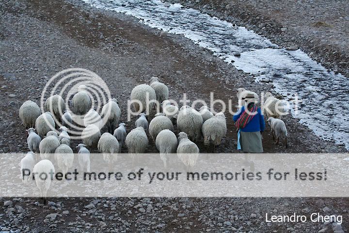 牧羊女的背影.   04